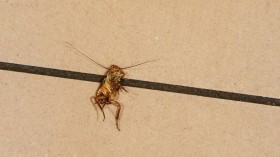 Cockroach