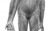 Ardipithecus ramidus