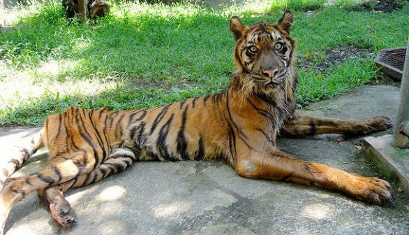 emaciated tiger 