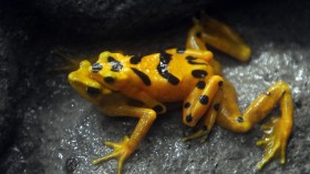 Panamanian Golden Frog