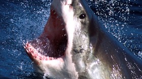 Great White shark