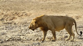 West African male lion from Pendjari National Park, Benin.