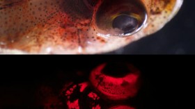 A triplefin blennie (Enneapterygius sp.) under white light (above) and blue light (below).