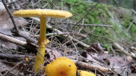 amanita mushroom 