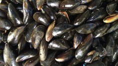 Mussels