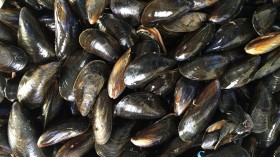 Mussels