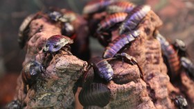 Cockroaches