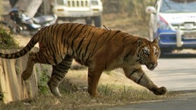 Pictured is a tiger that escaped the Assam State Zoological cum Botanical Garden in Guwahati, India on Jan. 30, 2010.