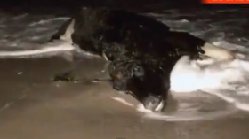 Dead cow on beach 