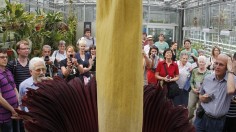 Titan Arum