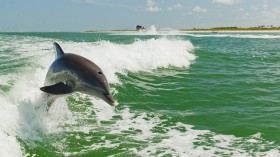 A dolphin is pictured in the Gulf of Mexico