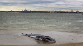 Dead Finback whale