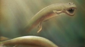 Tiktaalik roseae