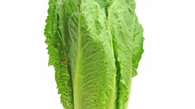 Romaine Lettuce