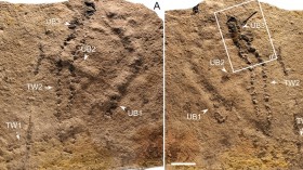 Oldest Footprint On Earth