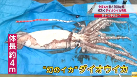 giant squid caught in Japan 