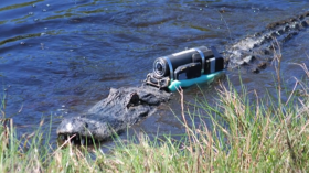 Crittercam on alligator in Florida