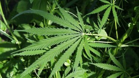 Rite Aid Will Soon Sell New Drug Derived From Marijuana Component