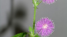 Mimosa pudica 