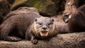 Otter