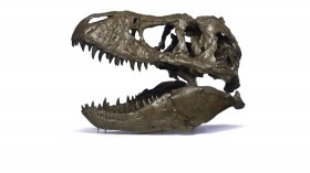 cast of a T. rex skull