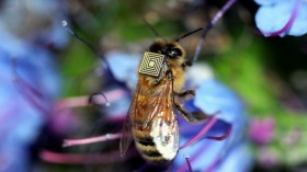 honeybee with microchip sensor 