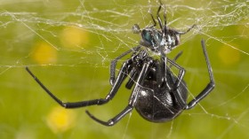 A female black widow is seen preying upon a fly. 