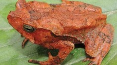 This image shows and adult female Rhinella yunga from the area of Rio Huatziroki.