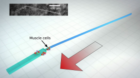 Engineers developed the first tiny, synthetic machines that can swim by themselves, powered by beating heart cells.