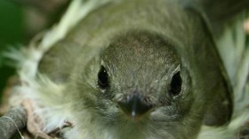 The Acadian Flycatcher is a common bird in the Central Hardwood Region of the Midwest, but effects of climate change, including decreased breeding productivity and increased nest predation, may put the bird on the edge of extinction by the year 2100.