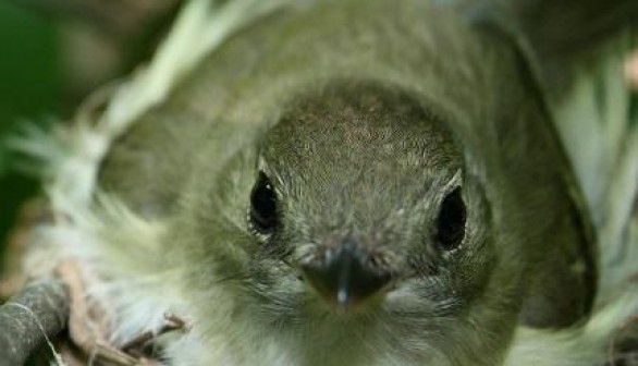 The Acadian Flycatcher is a common bird in the Central Hardwood Region of the Midwest, but effects of climate change, including decreased breeding productivity and increased nest predation, may put the bird on the edge of extinction by the year 2100.