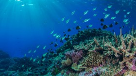 Part of the Great Barrier Reef in the Coral Sea off NE Australia.