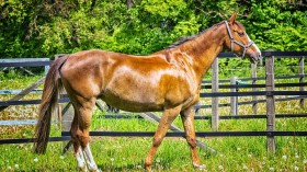 animals can use muscle as an internal water source