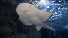 The pregnant shark ray, Sweet Pea, is pictured. 