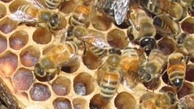 European honeybees