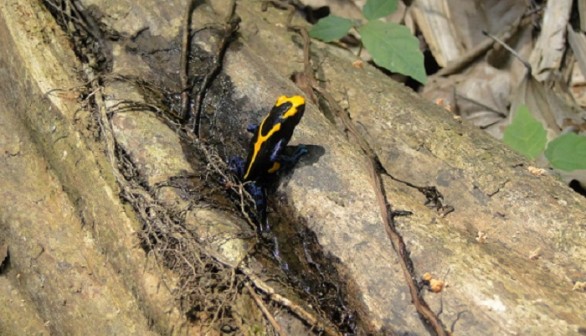 A male Dendrobates tinctorius