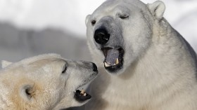 These polar bears were photographed at Quebec Aquarium in Quebec City, December 30, 2013.