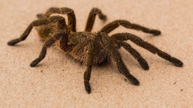 Tarantula