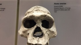 Homo erectus