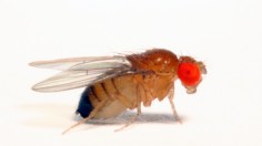 fruit fly