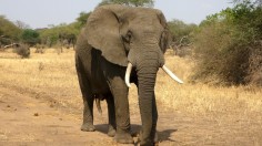 African elephant