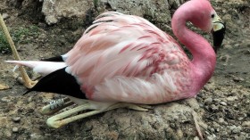 Andean flamingo