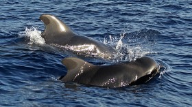 Pilot Whales