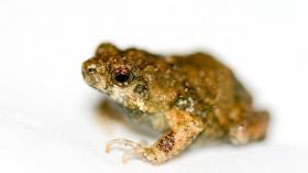  A túngara frog (Physalaemus pustulosus)is pictured.