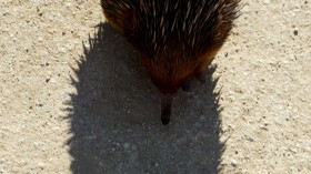 echidna