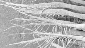 magnified barbules of a white peacock’s feathers