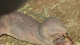 Naked Mole Rat