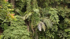 tanjakan rainforest , indonesia 