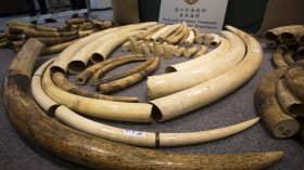 Pictured are seized ivory tusks are displayed at the Customs and Excise Department in Hong Kong October 3, 2013.