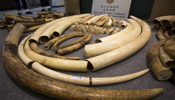 Pictured are seized ivory tusks are displayed at the Customs and Excise Department in Hong Kong October 3, 2013.